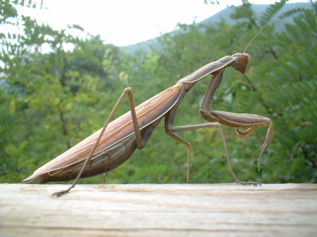 Mantis religiosa